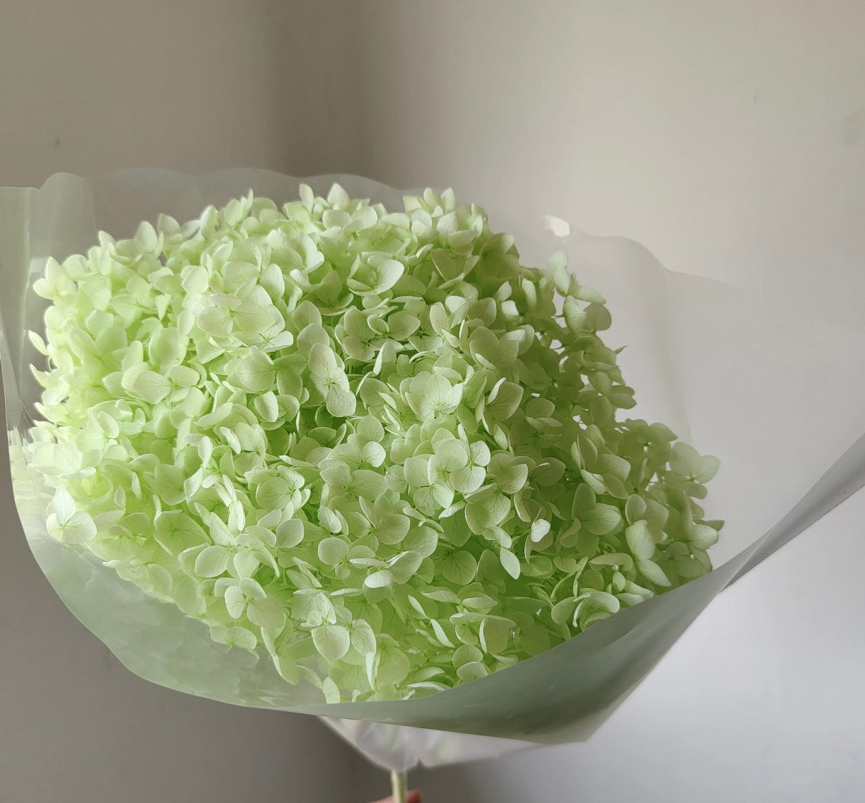 Anna Hydrangeas Big Bunch