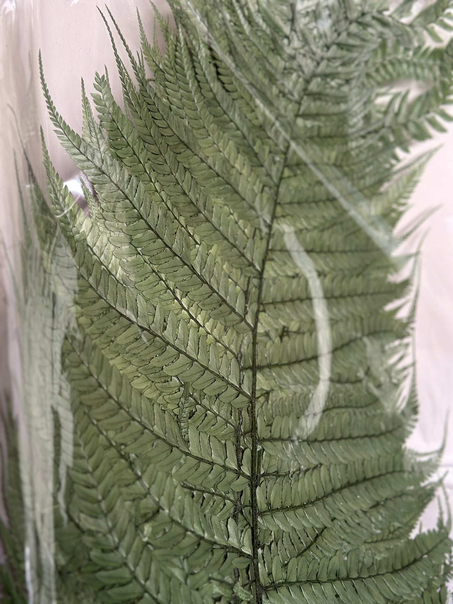 Preserved Big Leaves Fern