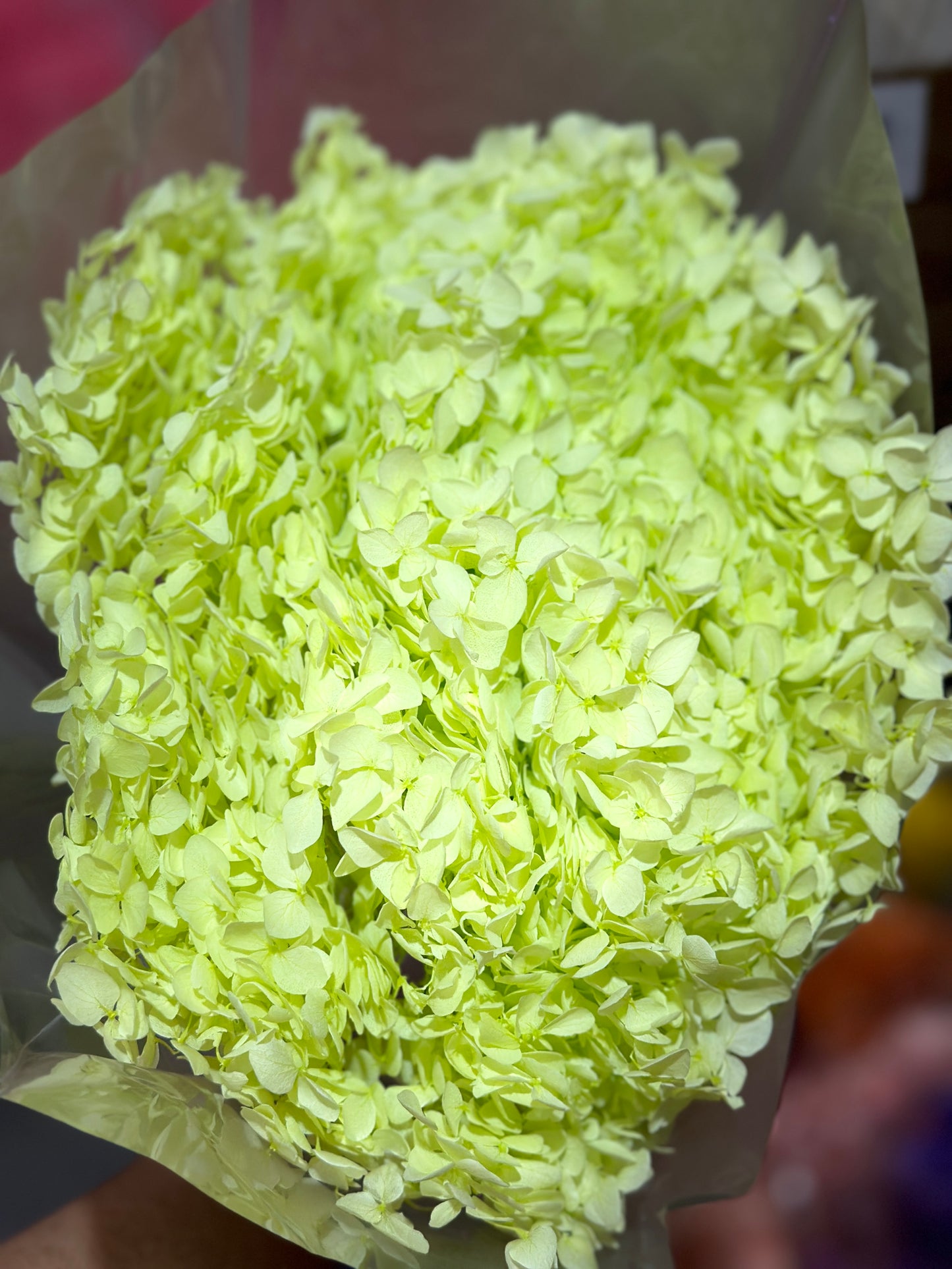 Anna Hydrangeas Big Bunch