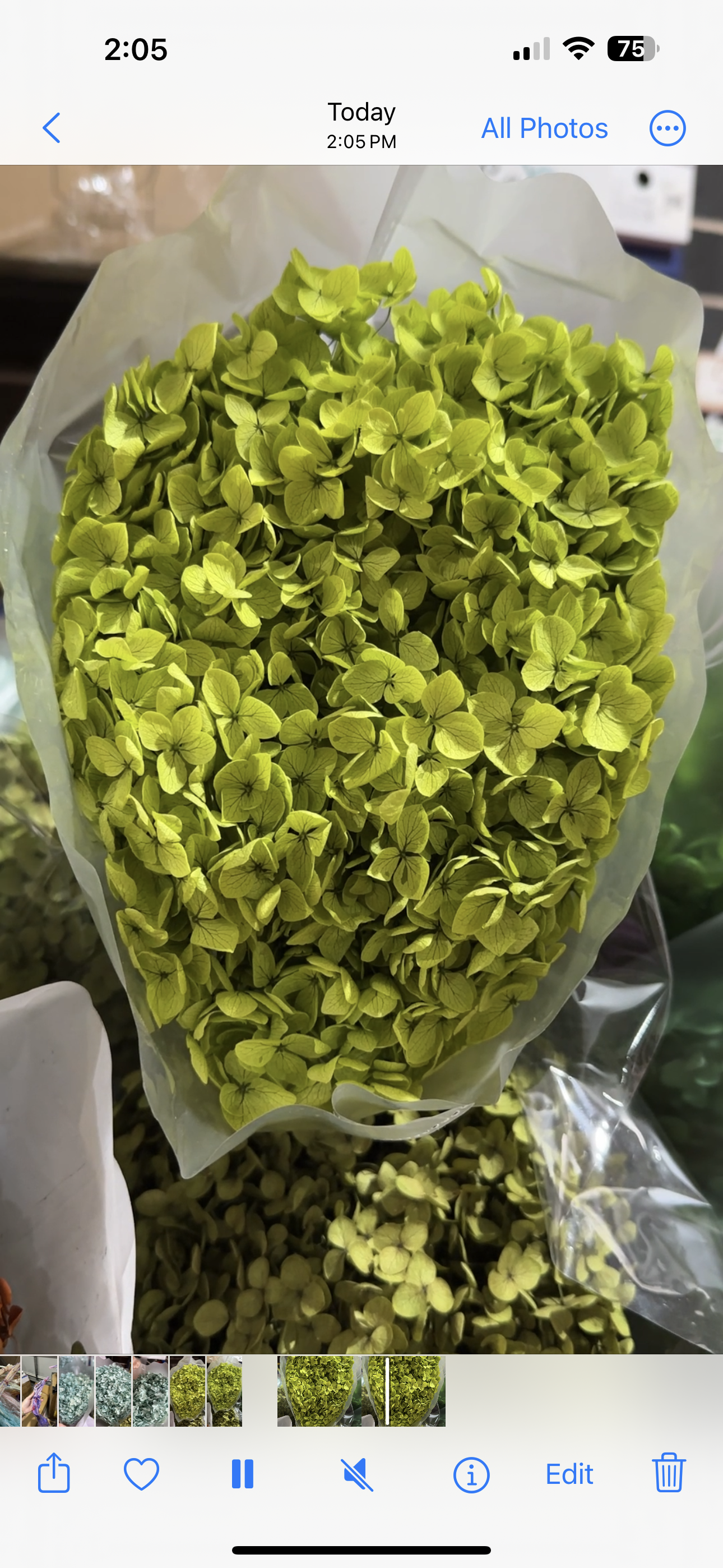 Anna Hydrangeas Big Bunch