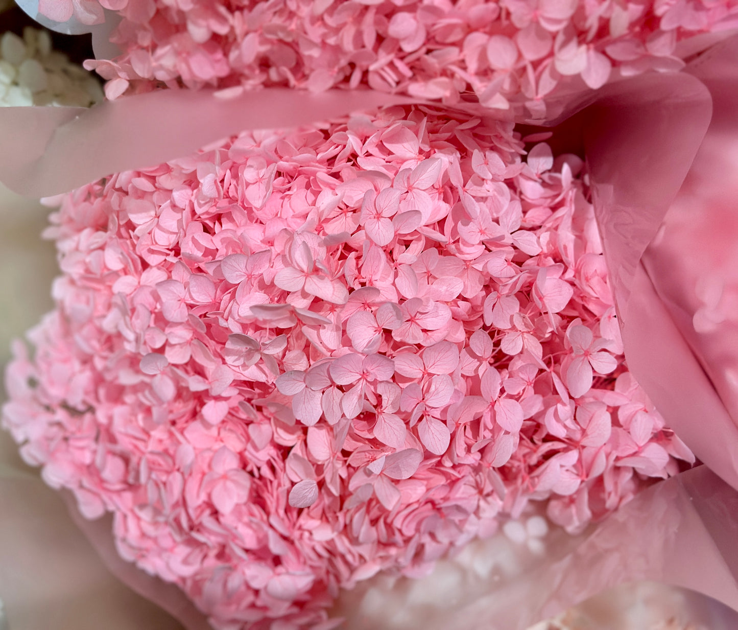 Anna Hydrangeas Big Bunch