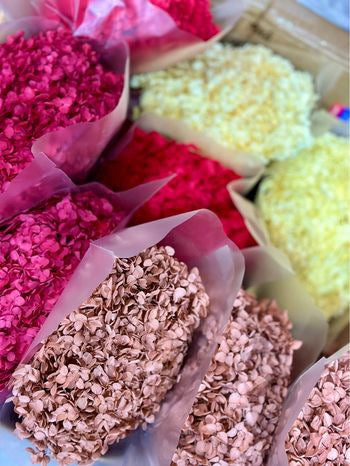 Anna Hydrangeas Big Bunch