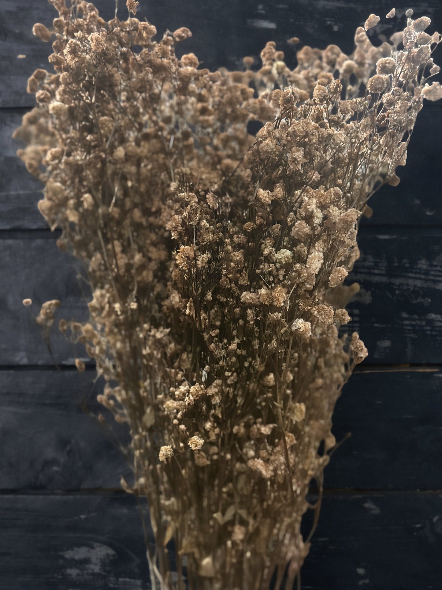 Baby's Breath
