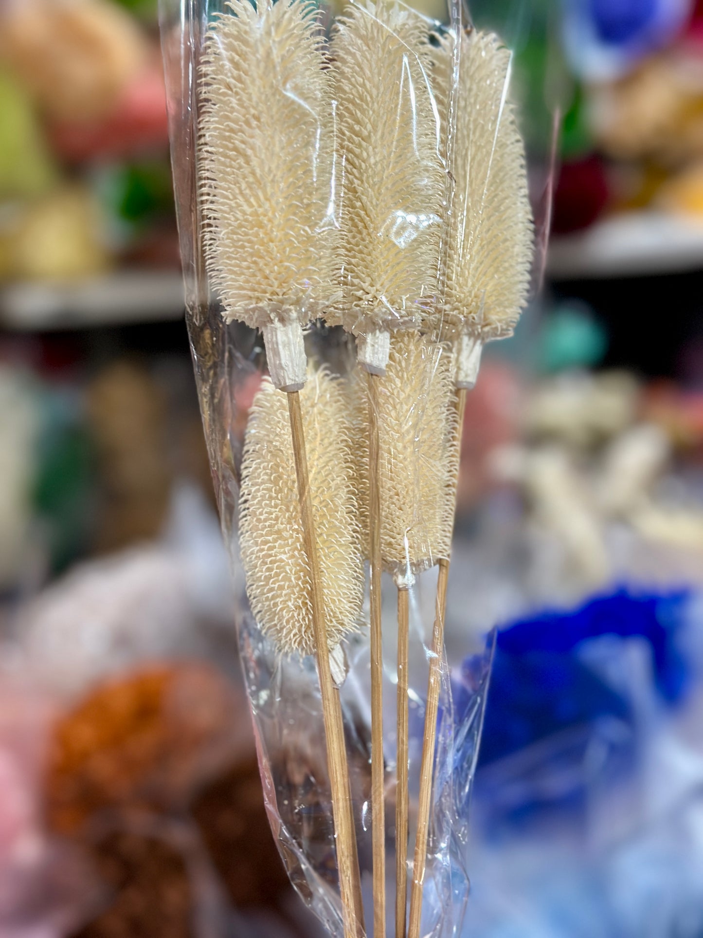 Dried Teasels