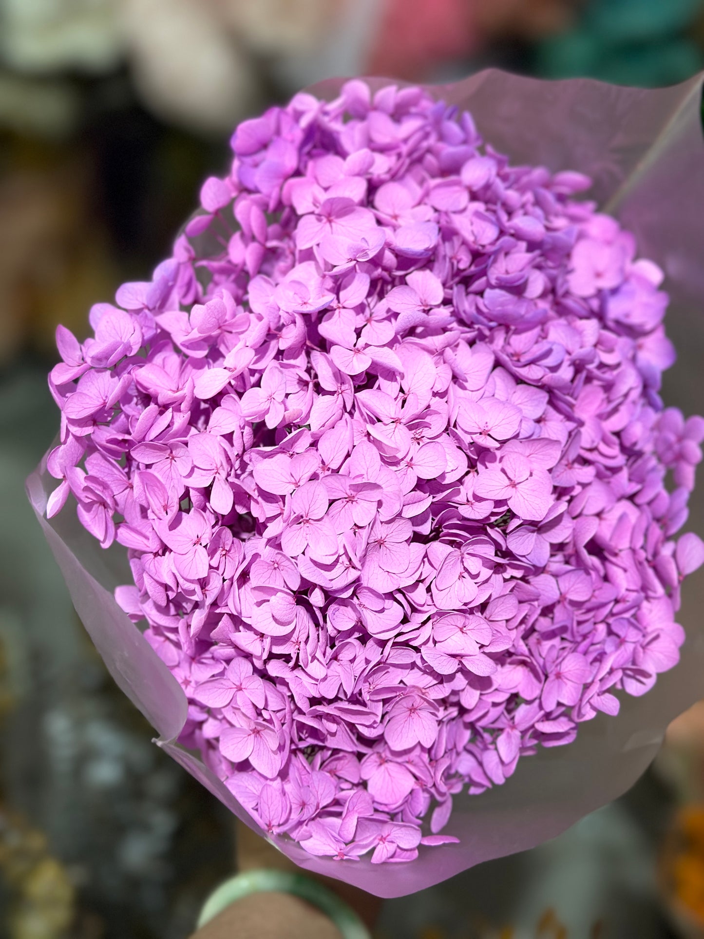 Anna Hydrangeas Big Bunch