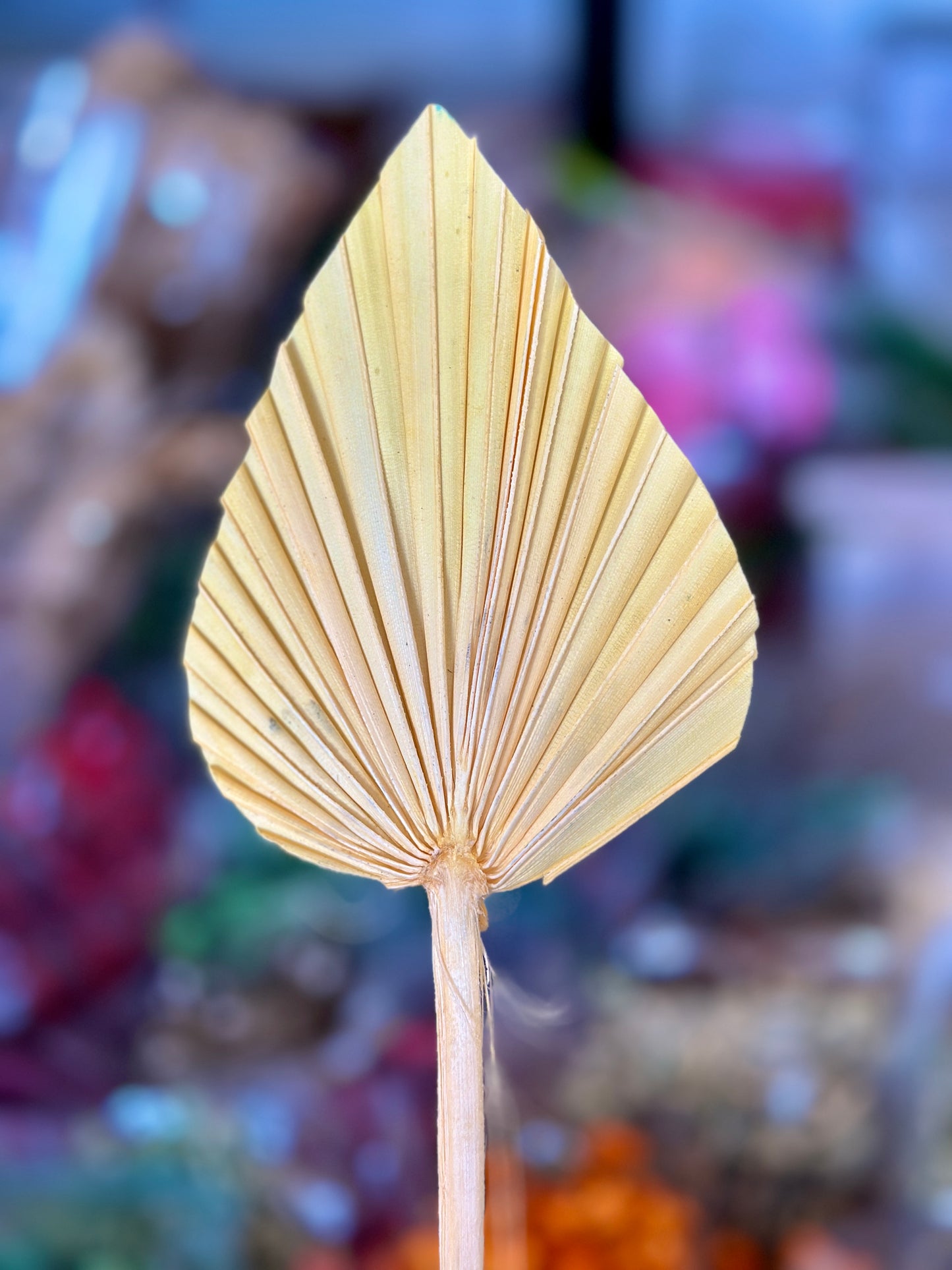 Beautiful Small Palm Leaves 10-12cm