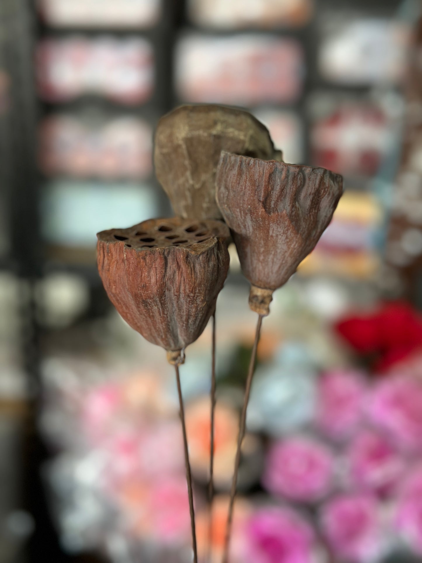 Lotus Seed Pod