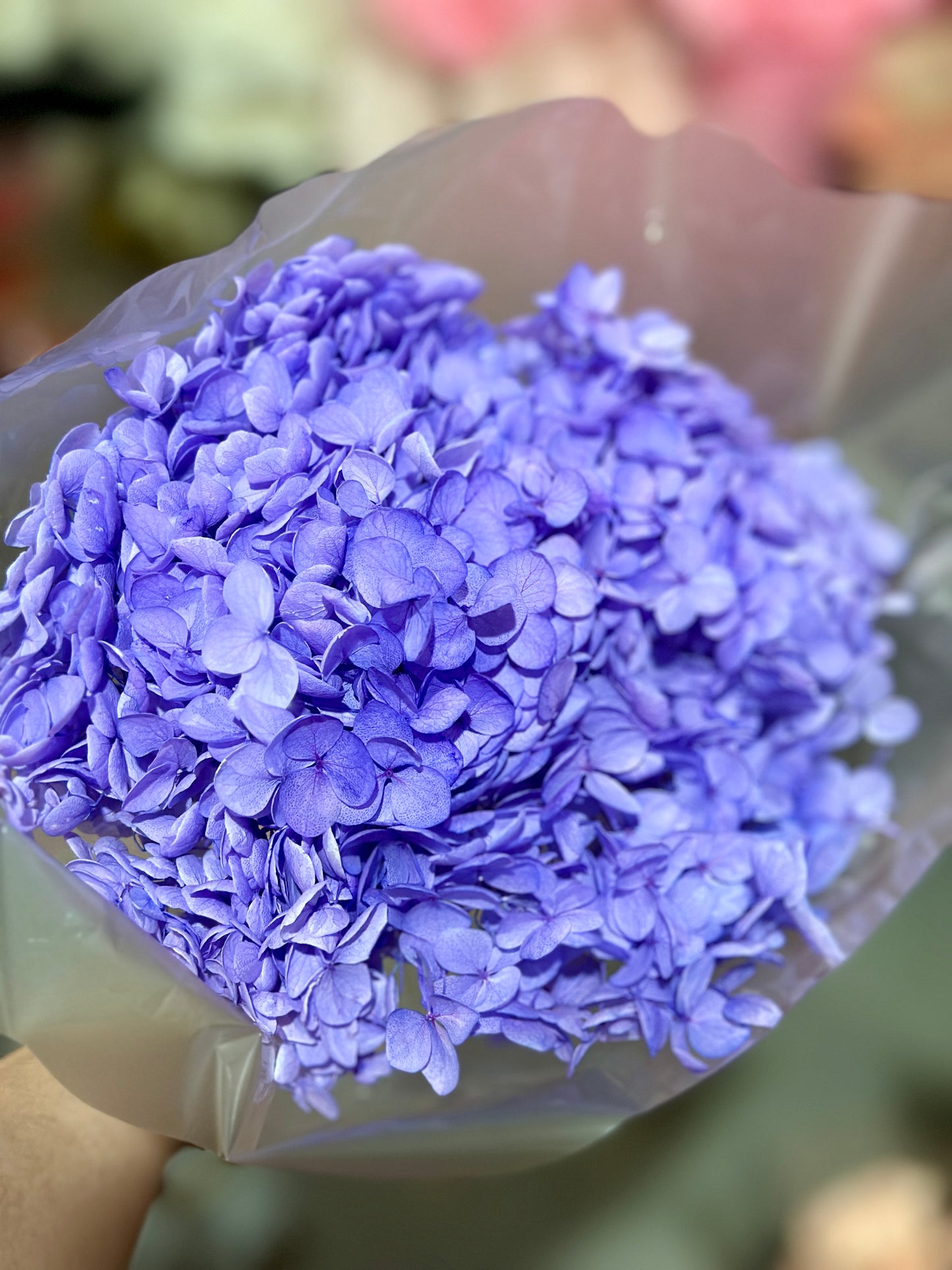 Anna Hydrangeas Big Bunch