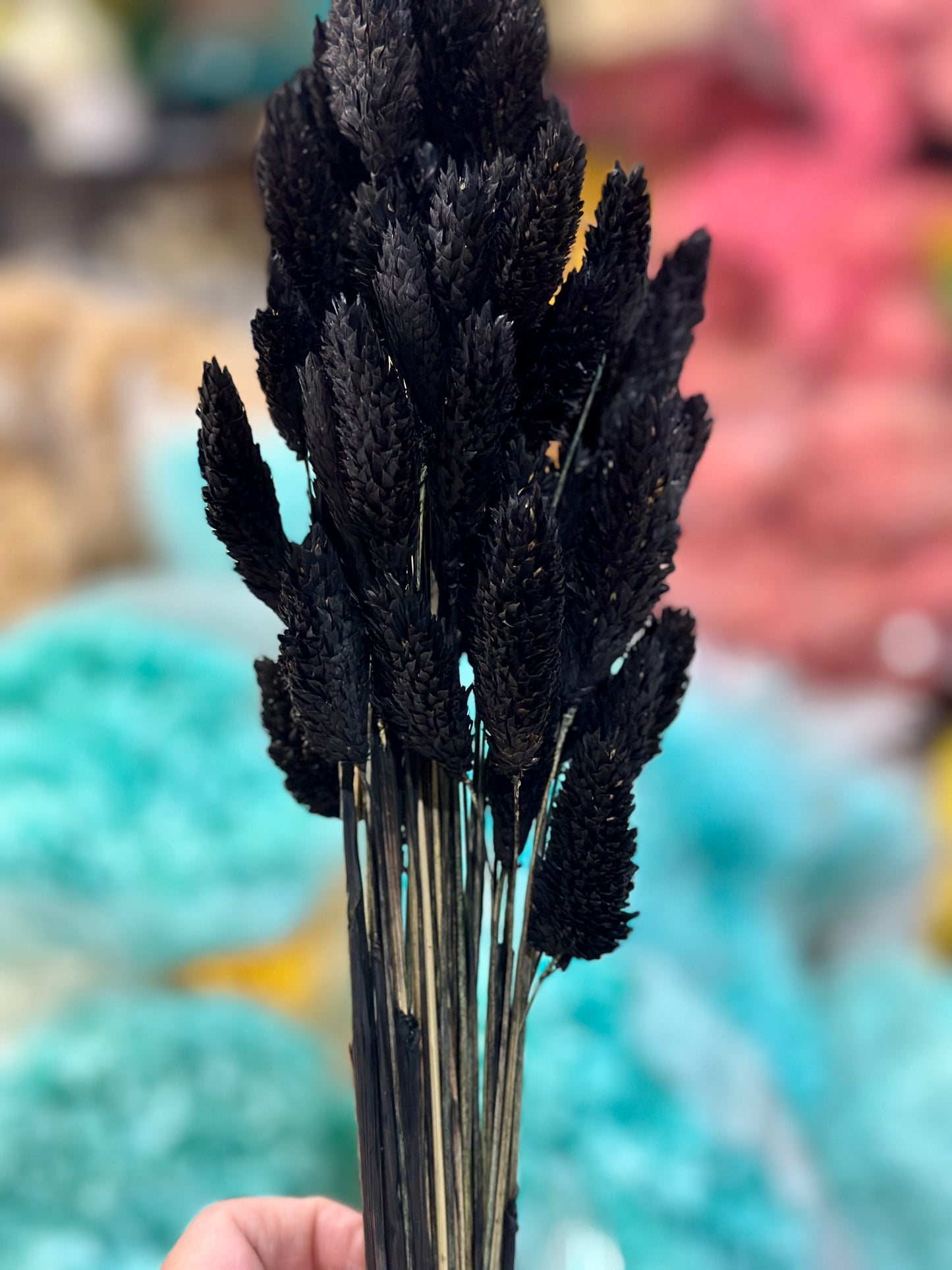 Phalaris / Gem Grass