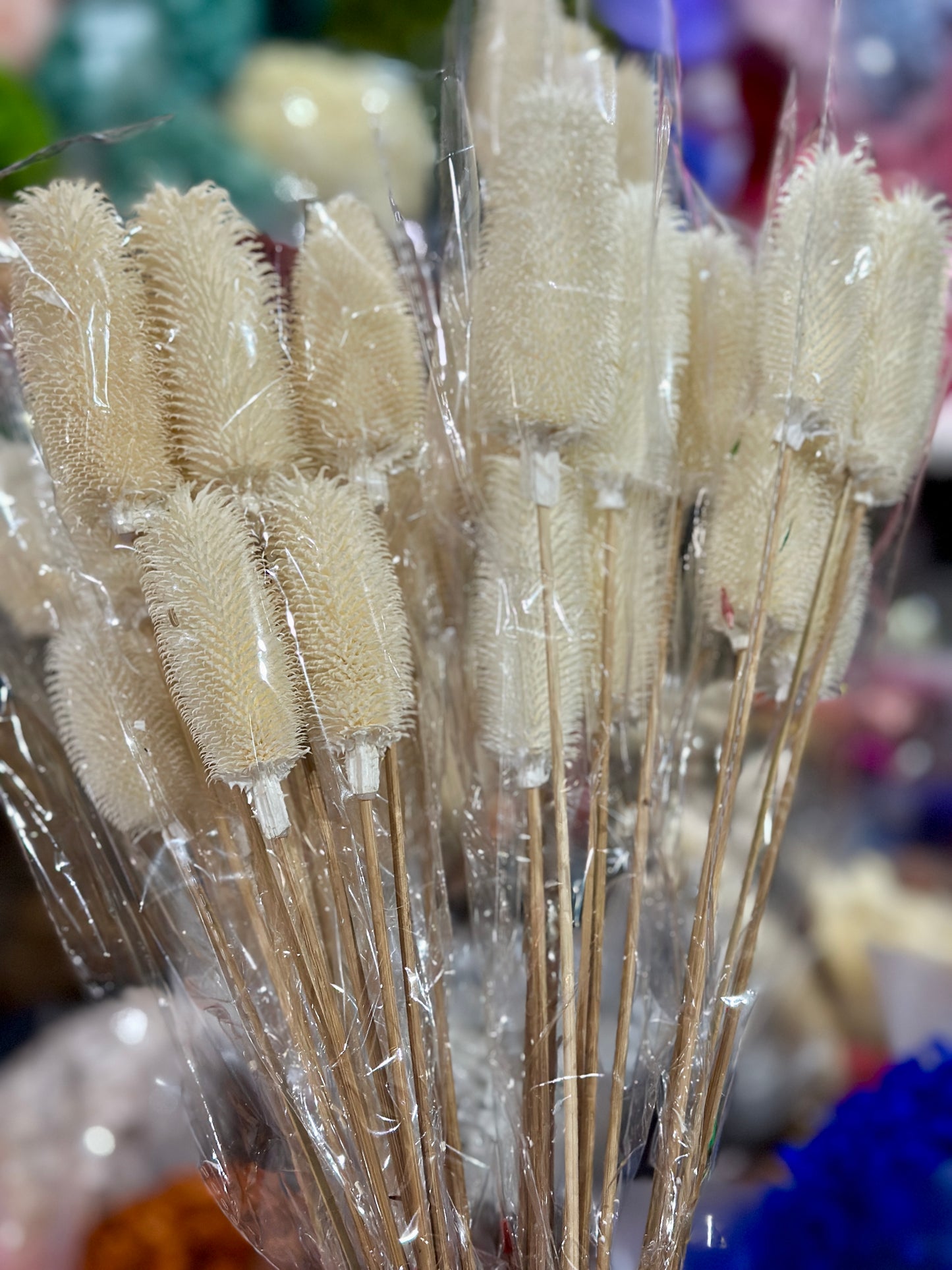 Dried Teasels