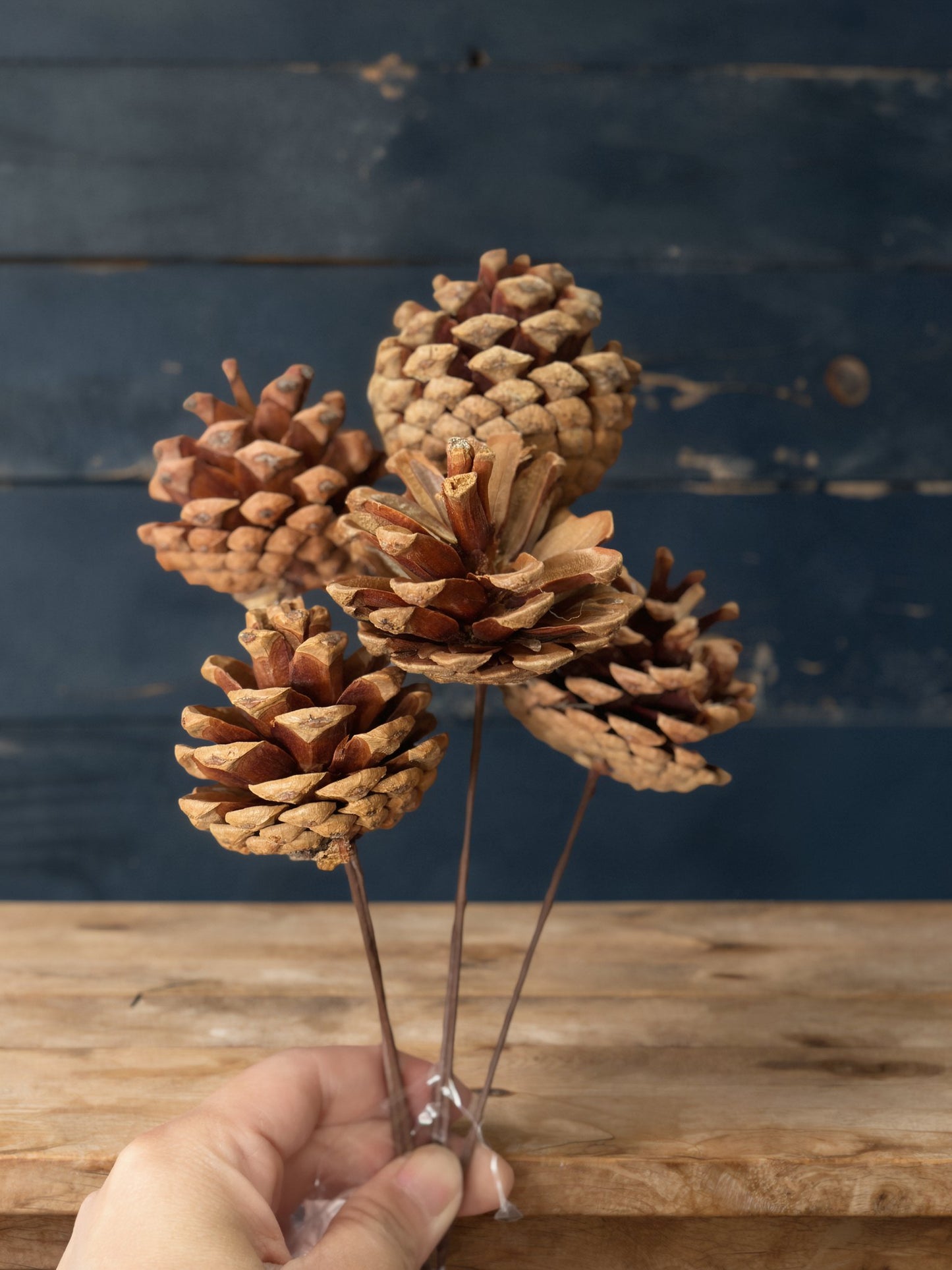 Pine Cones