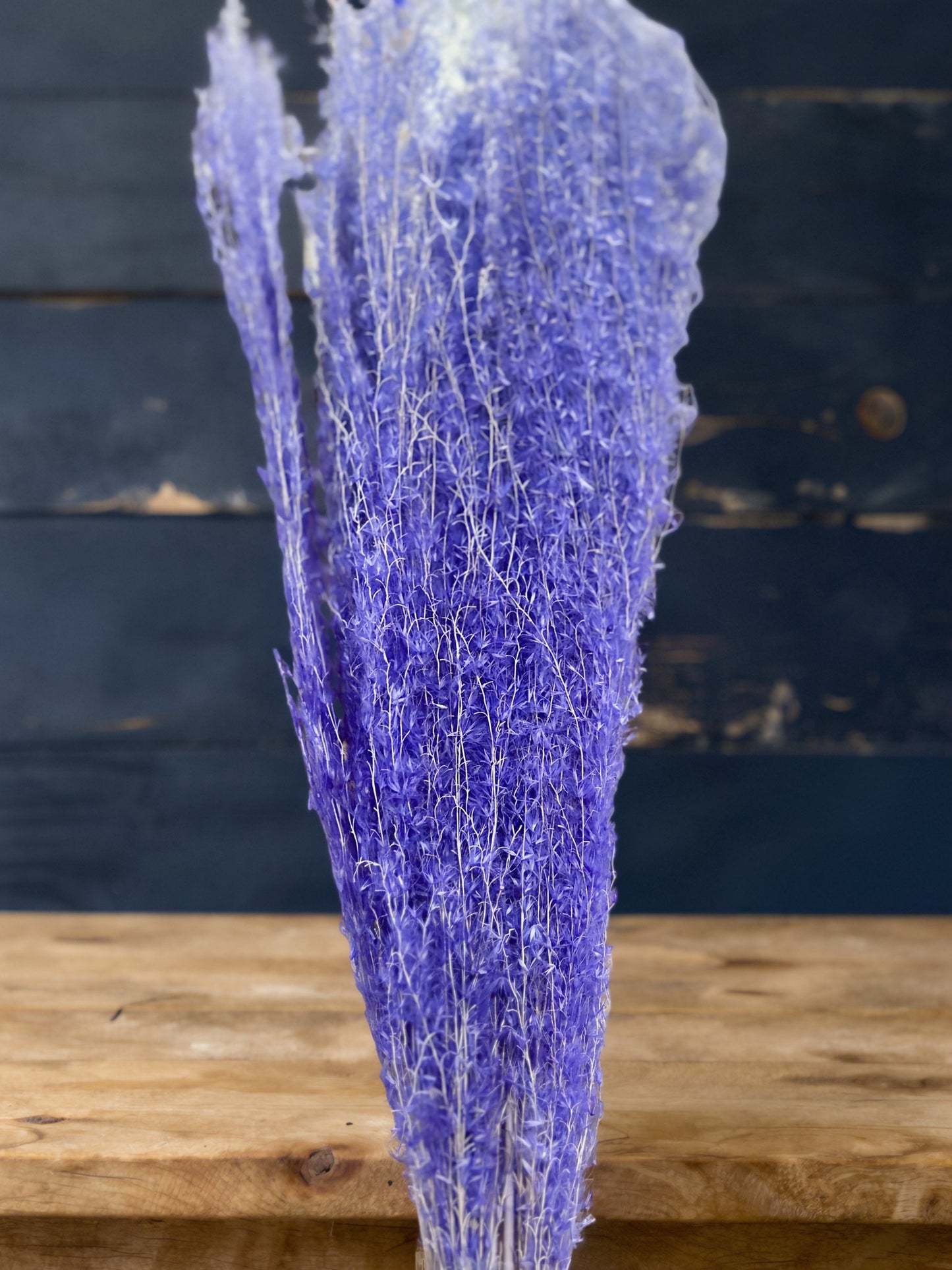 Horsetails/ Whisk
