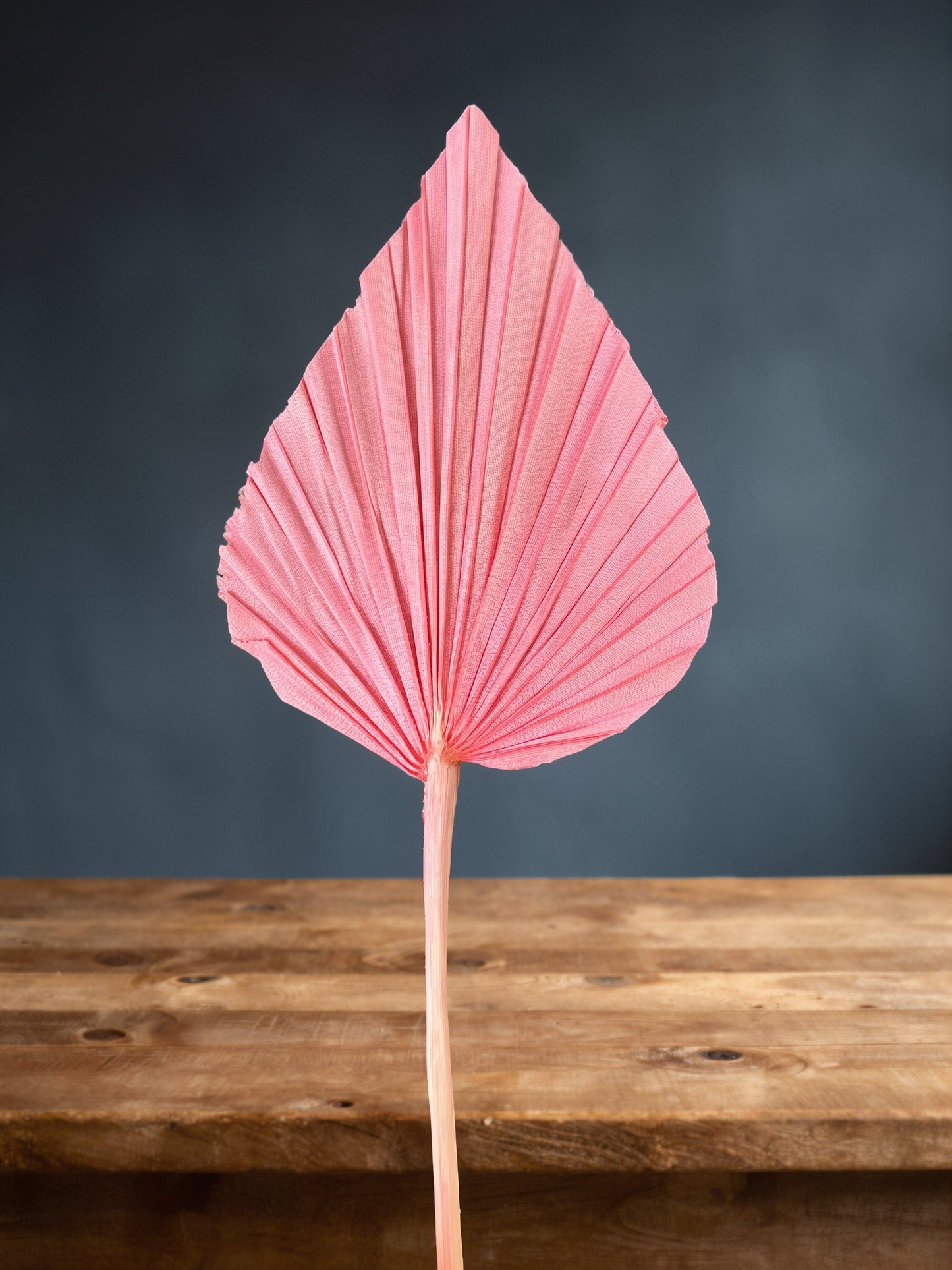 Beautiful Small Palm Leaves 10-12cm