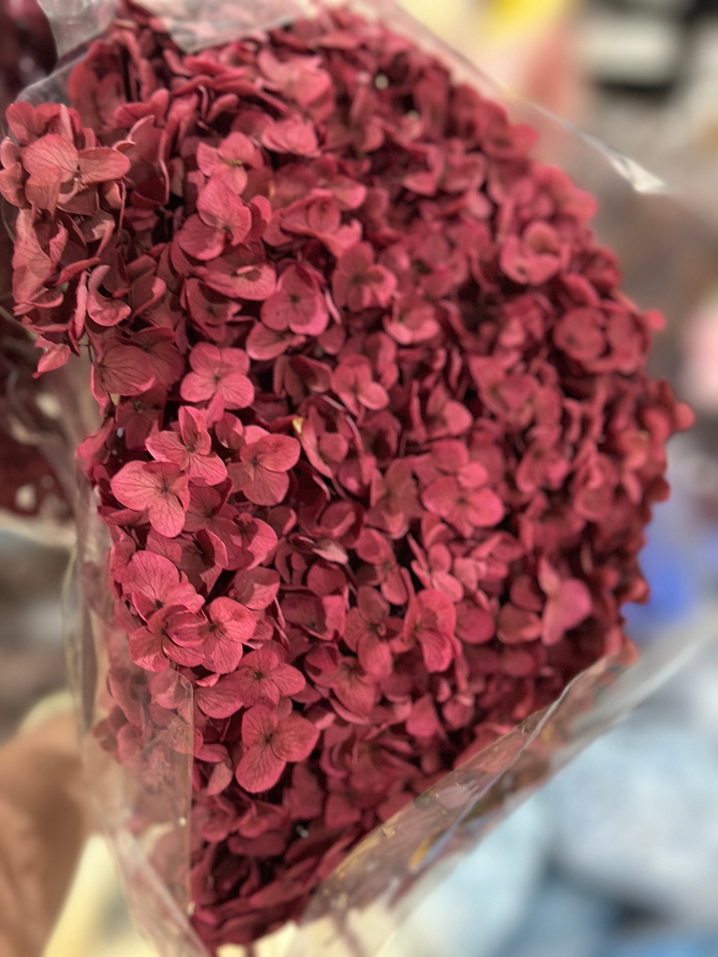 Anna Hydrangeas Big Bunch