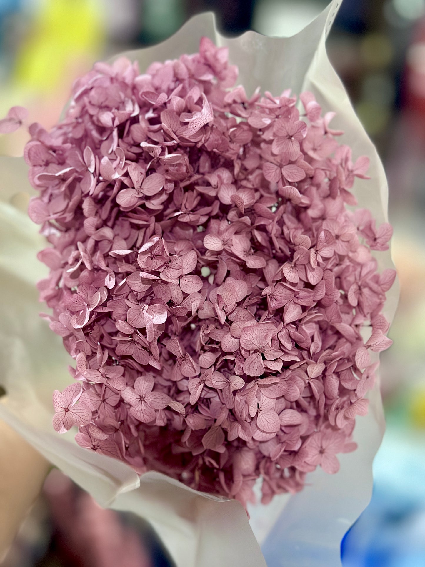 Anna Hydrangeas Big Bunch