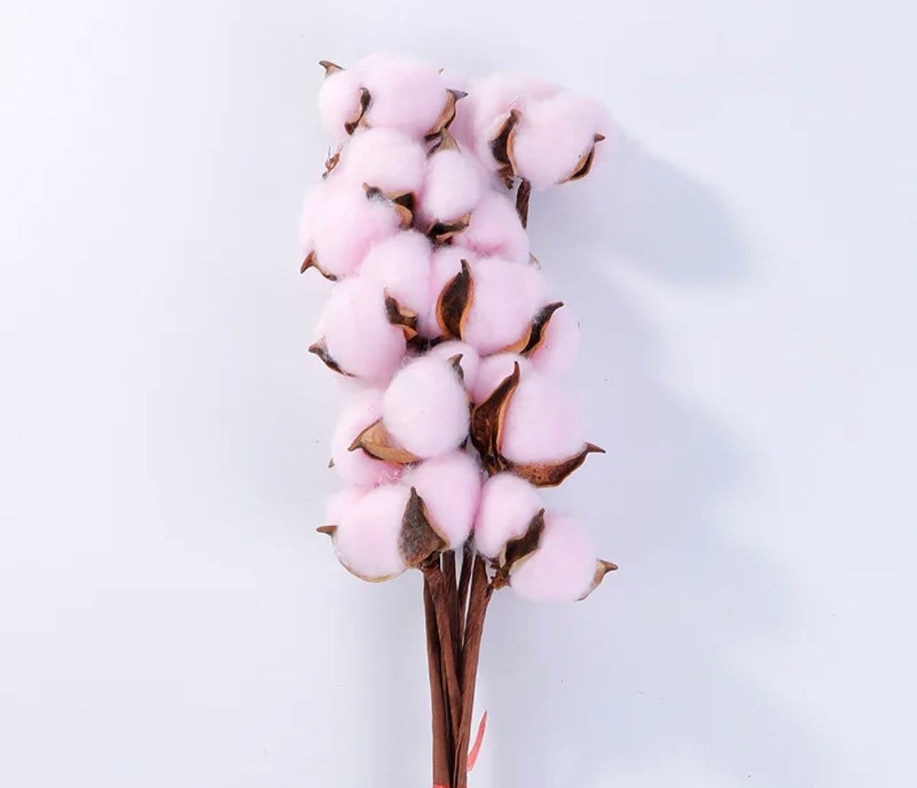 Cotton flowers