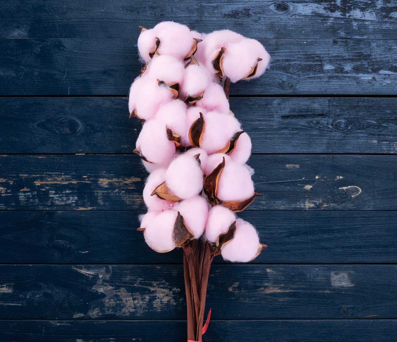 Cotton flowers