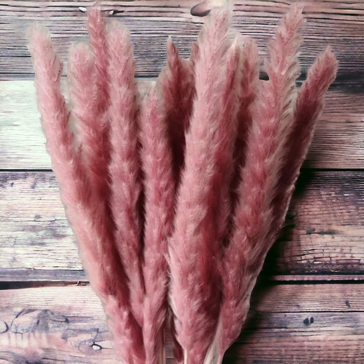 Small Pampas / Fluffy Stick