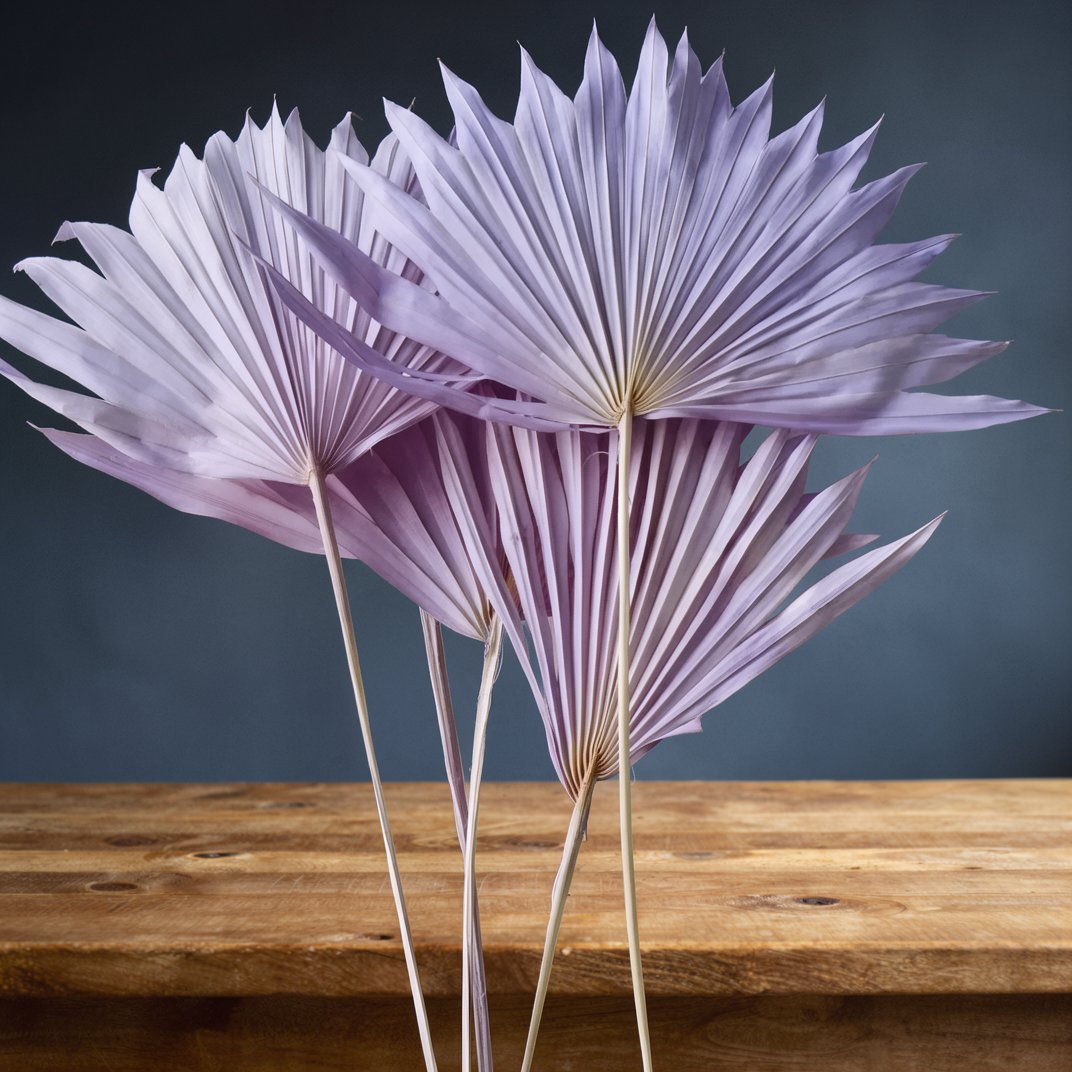 Beautiful Preserved Sun Palm Leaves