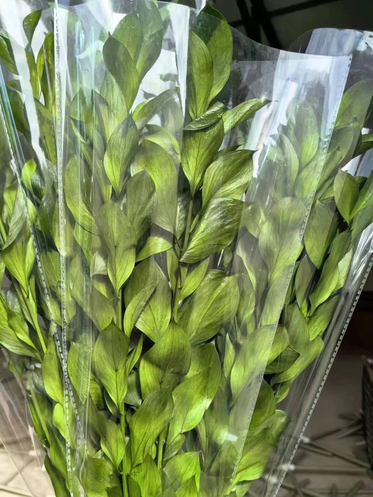 Large Ruscus Leaf/ Lily Bamboo