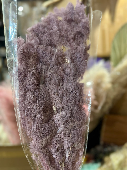 High Quality Ming Fern / Asparagus