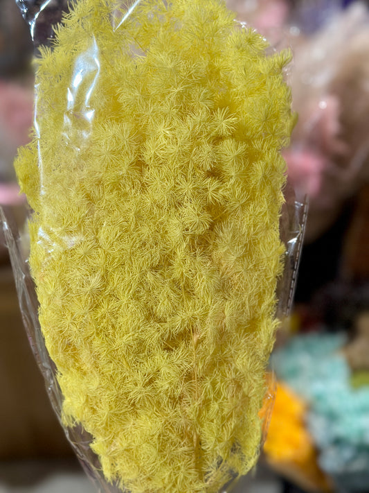 High Quality Ming Fern / Asparagus