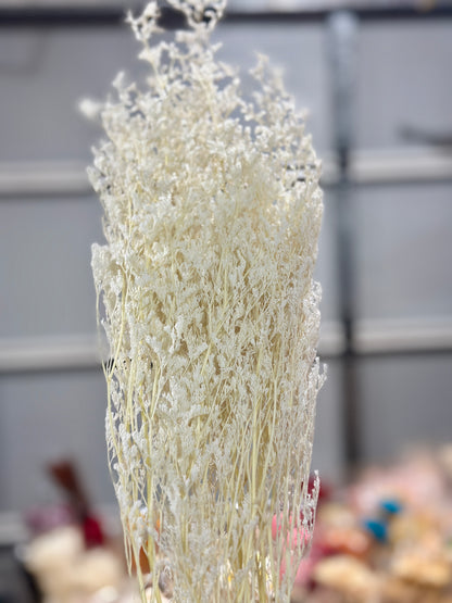 Dried Misty / Limonium