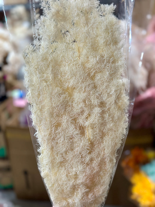 High Quality Ming Fern / Asparagus