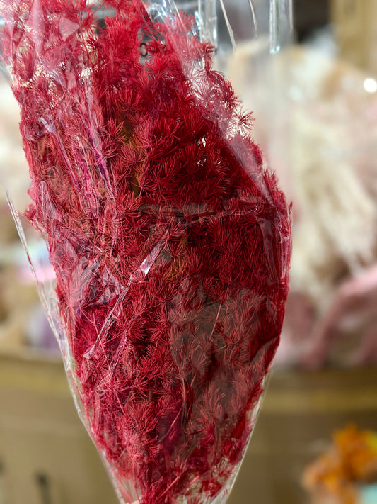 High Quality Ming Fern / Asparagus