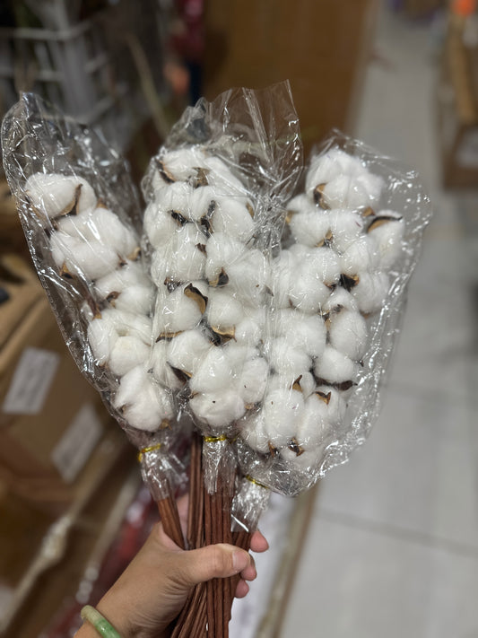 Cotton flowers