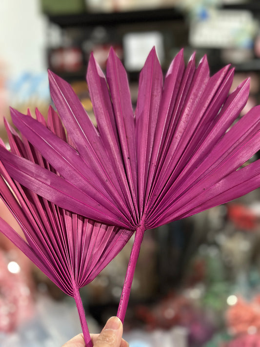 Beautiful Preserved Sun Palm Leaves