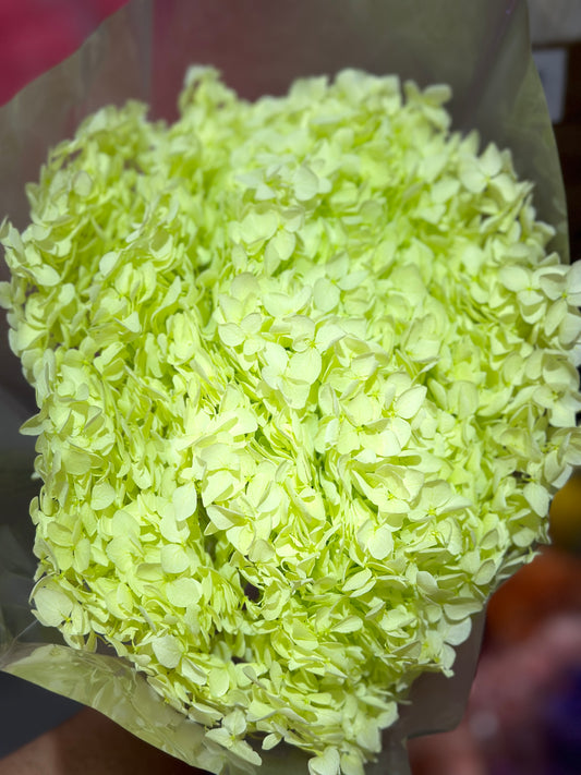 Anna Hydrangeas Big Bunch