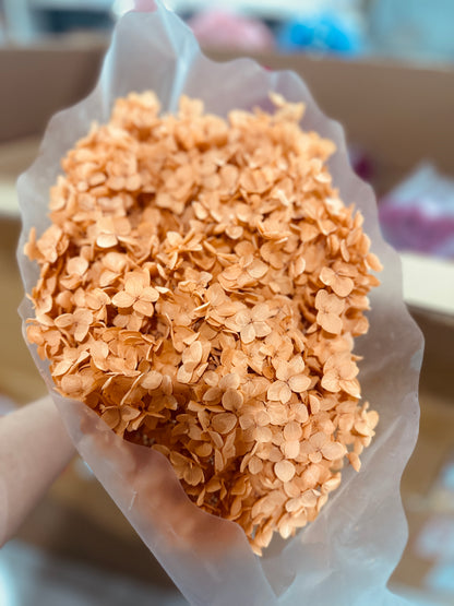 Anna Hydrangeas Big Bunch