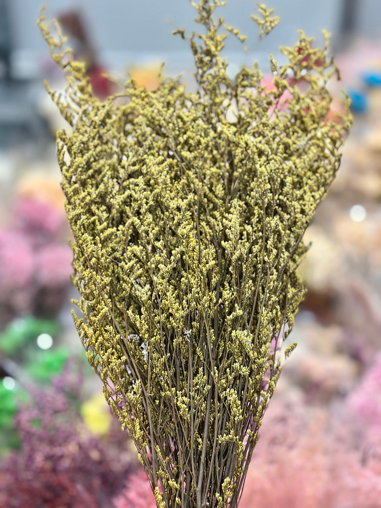 Dried Misty / Limonium