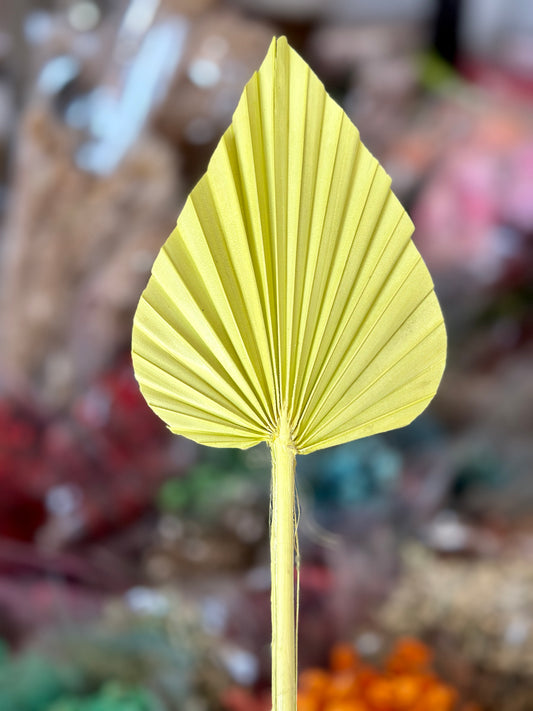 Beautiful Small Palm Leaves 10-12cm