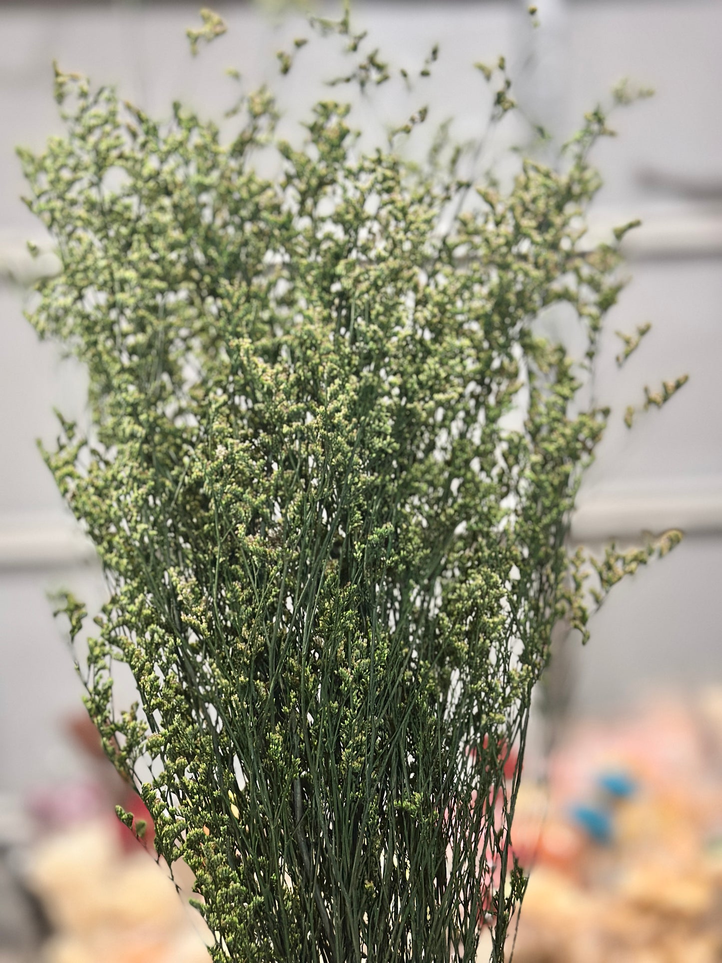 Dried Misty / Limonium