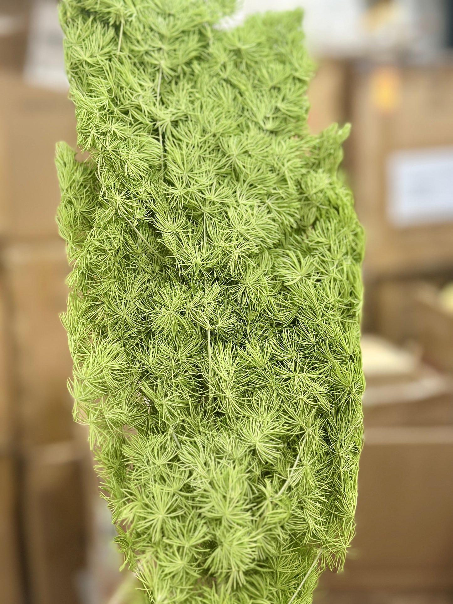 Ming Fern / Asparagus