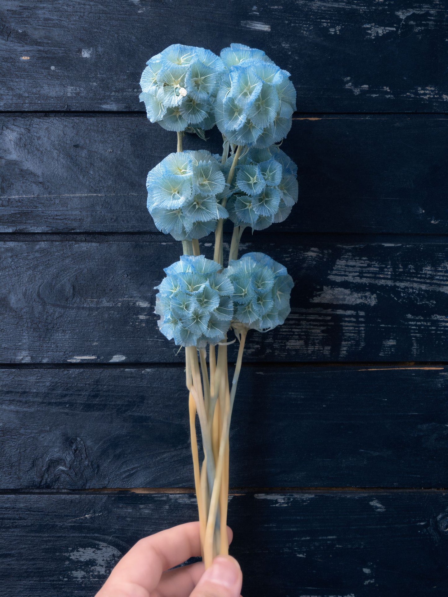 Scabiosa - 10 Stems/Bunch