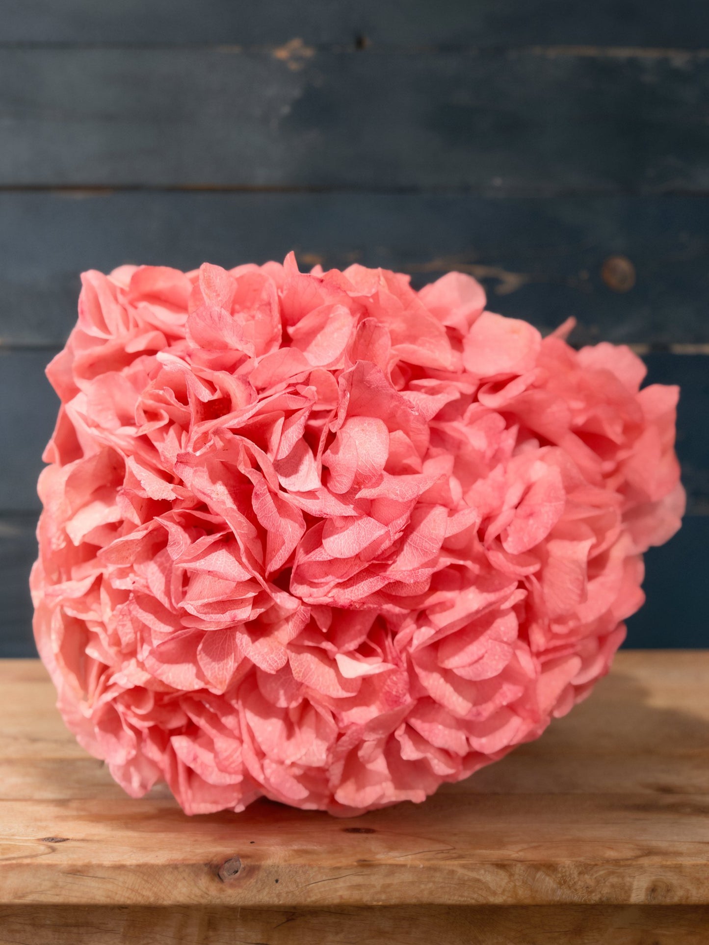 Large Petals Hydrangea