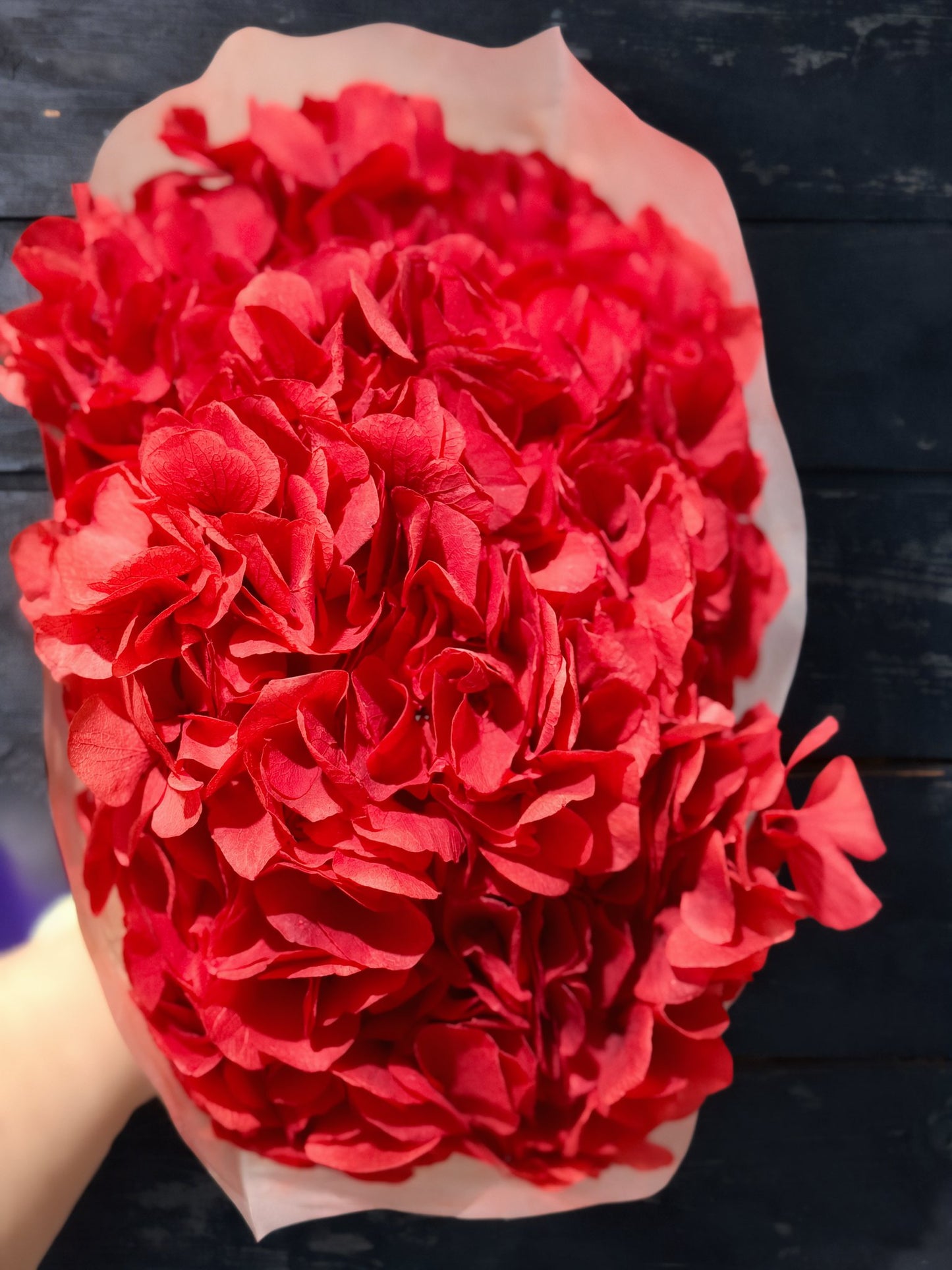 Large Petals Hydrangea