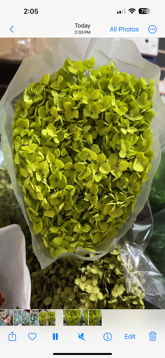 Anna Hydrangeas Big Bunch
