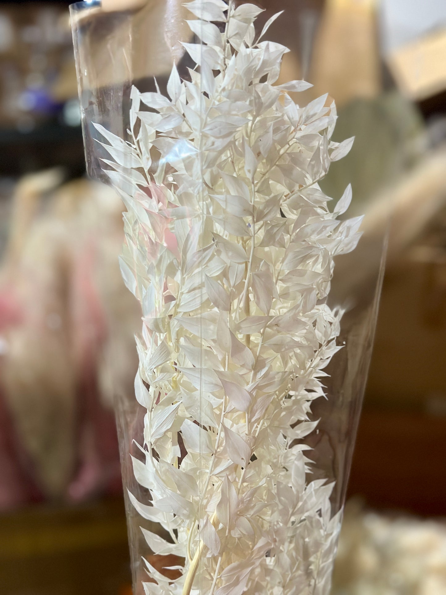 Dried Ruscus