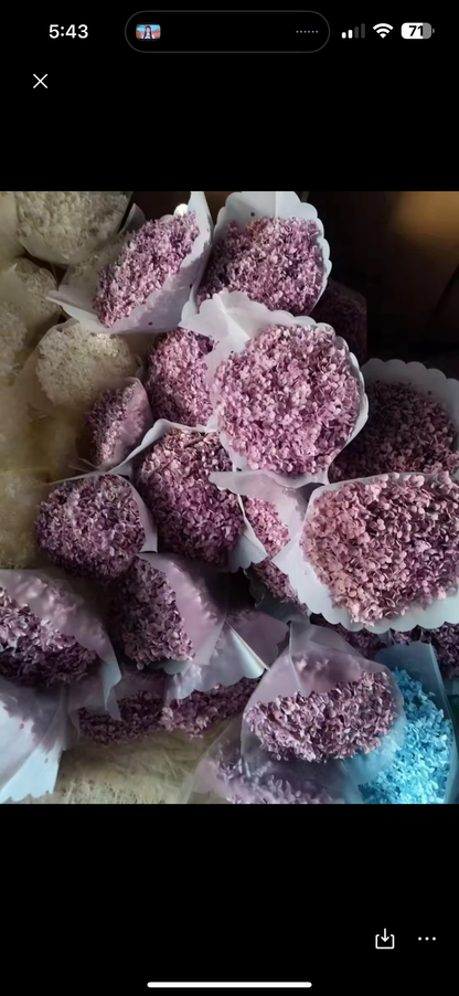 Anna Hydrangeas Big Bunch