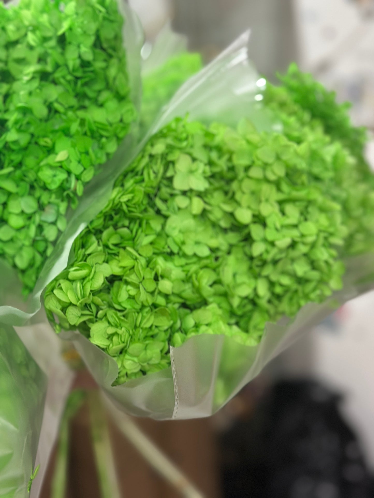 Anna Hydrangeas Big Bunch