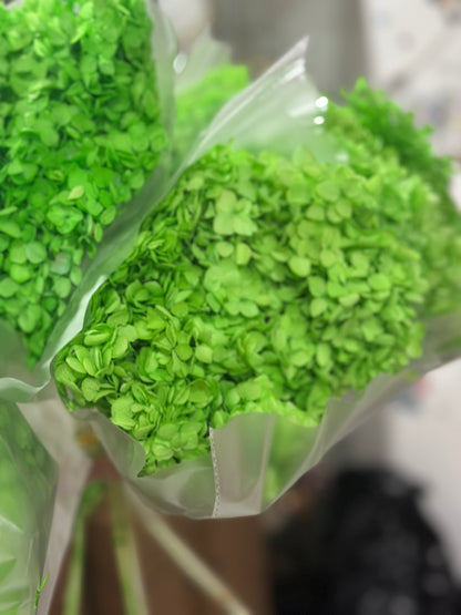 Anna Hydrangeas Big Bunch