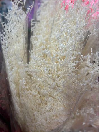 Dried Misty / Limonium