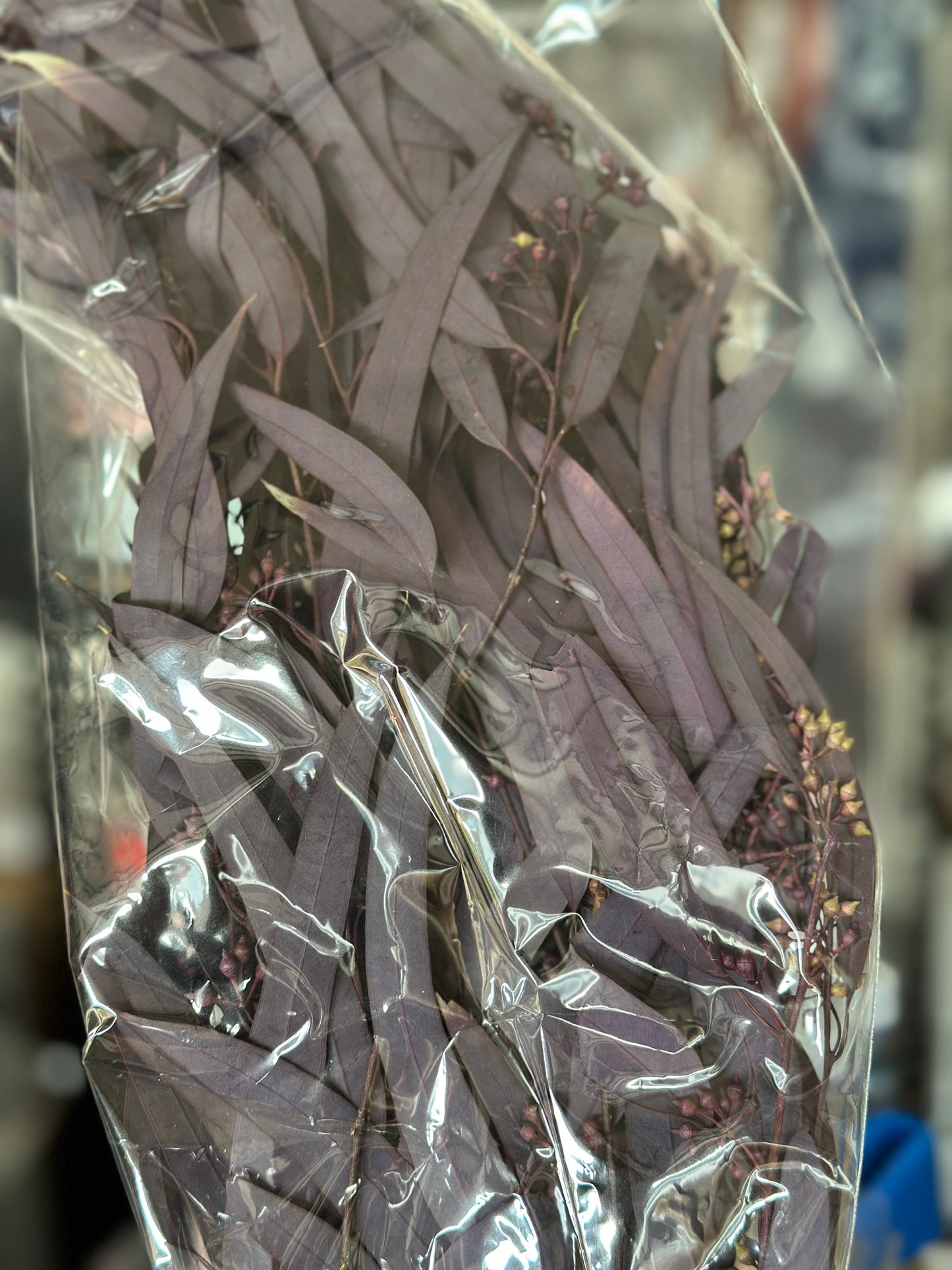 Preserved Eucalyptus Willow Leaves