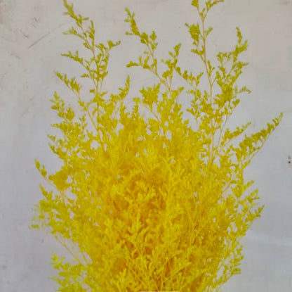 Dried Misty / Limonium
