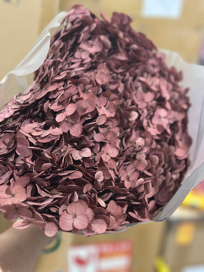 Anna Hydrangeas Big Bunch