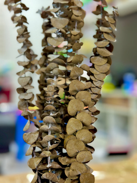 Dried Eucalyptus